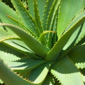 Aloe Vera