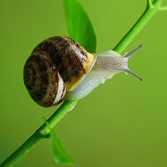 Snail Secretion Can Also be Used to “Prevent, Treat and Cure Rosacea”