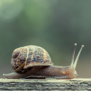 Snail: Impressively Resultful