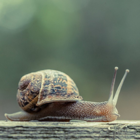 Snail: Impressively Resultful